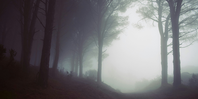 A dense, atmospheric forest shrouded in thick morning mist, representing the initial ambiguity of the research process.