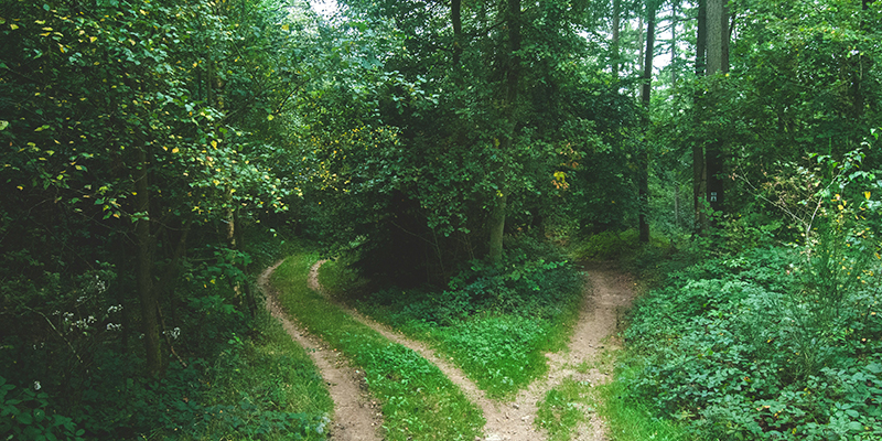 A road in a forest that splits into two distinct paths, symbolizing the decision point between exploratory and predictive research.